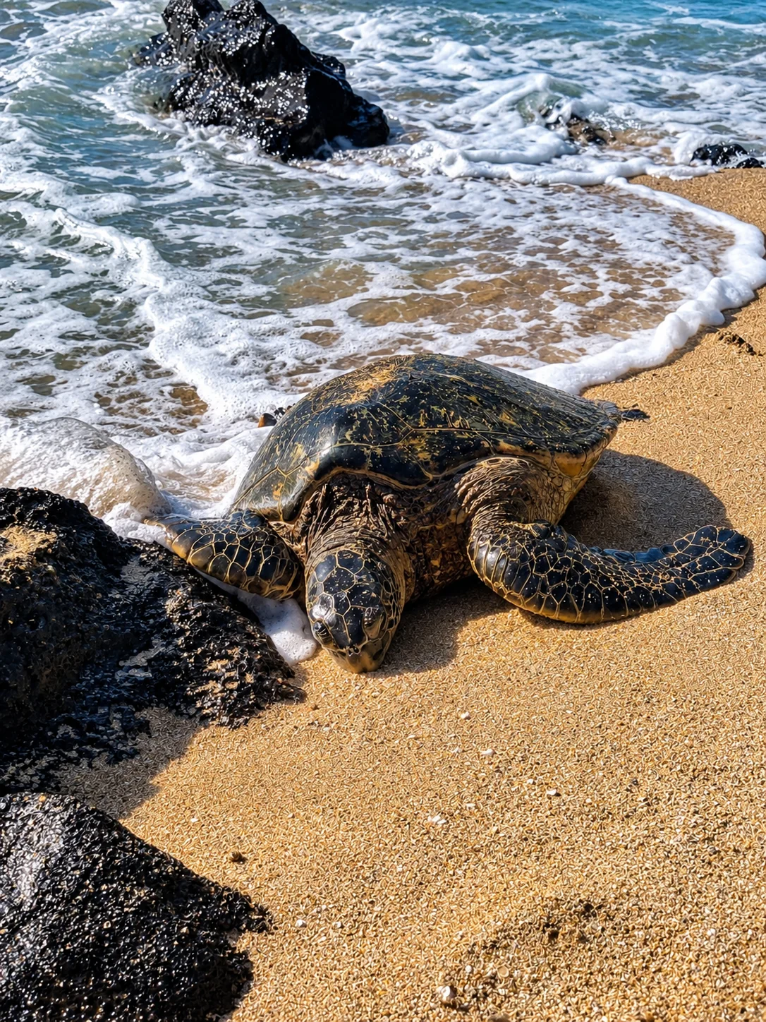 Sea turtle near the Kuleana shoreline