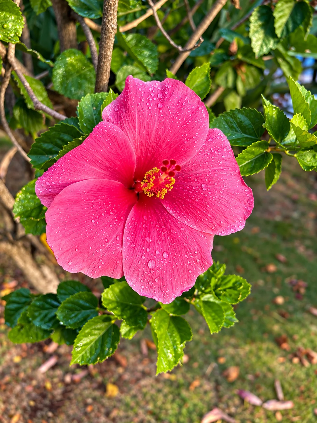 Pink hibiscus