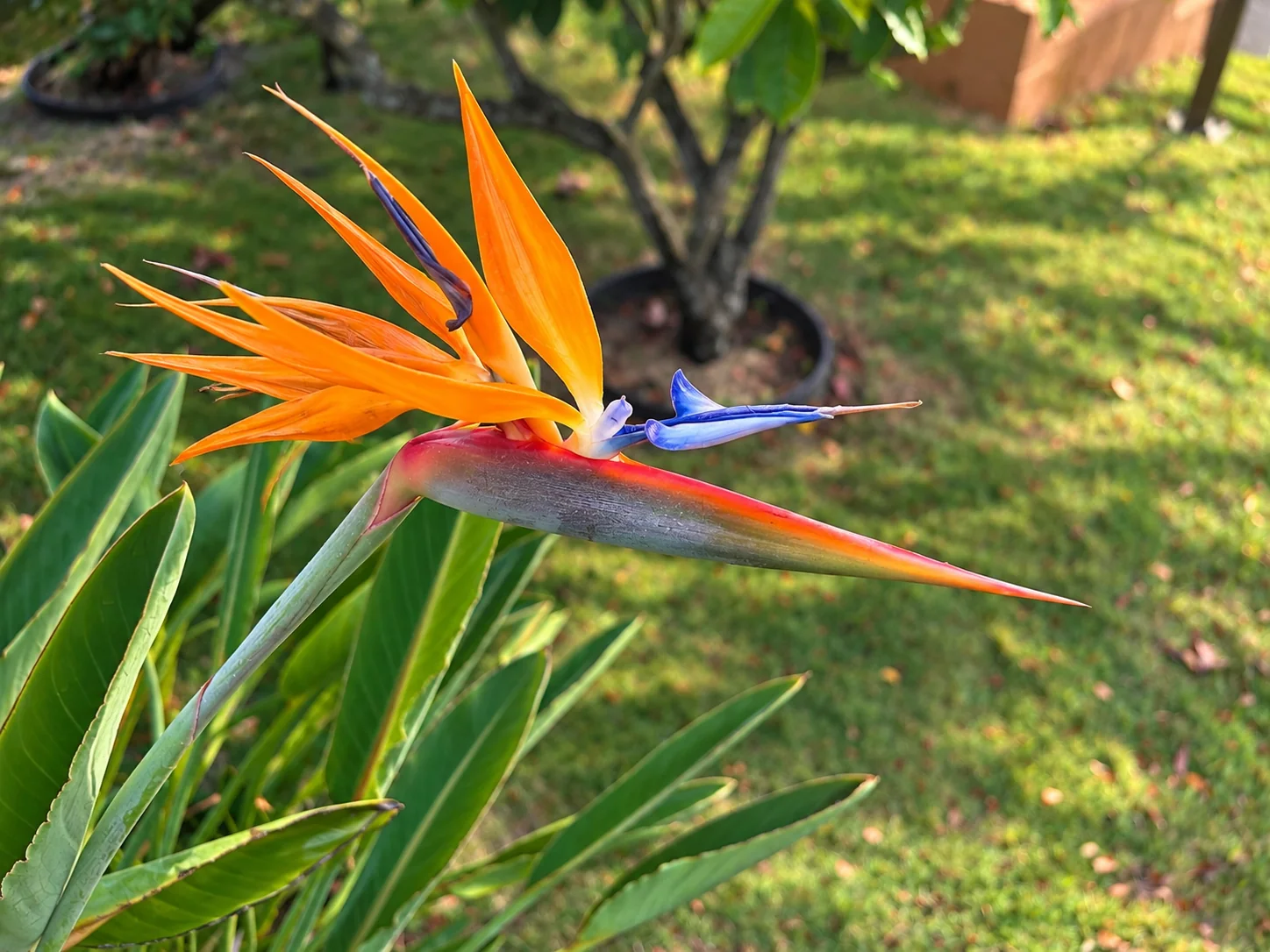 Bird of paradise flower