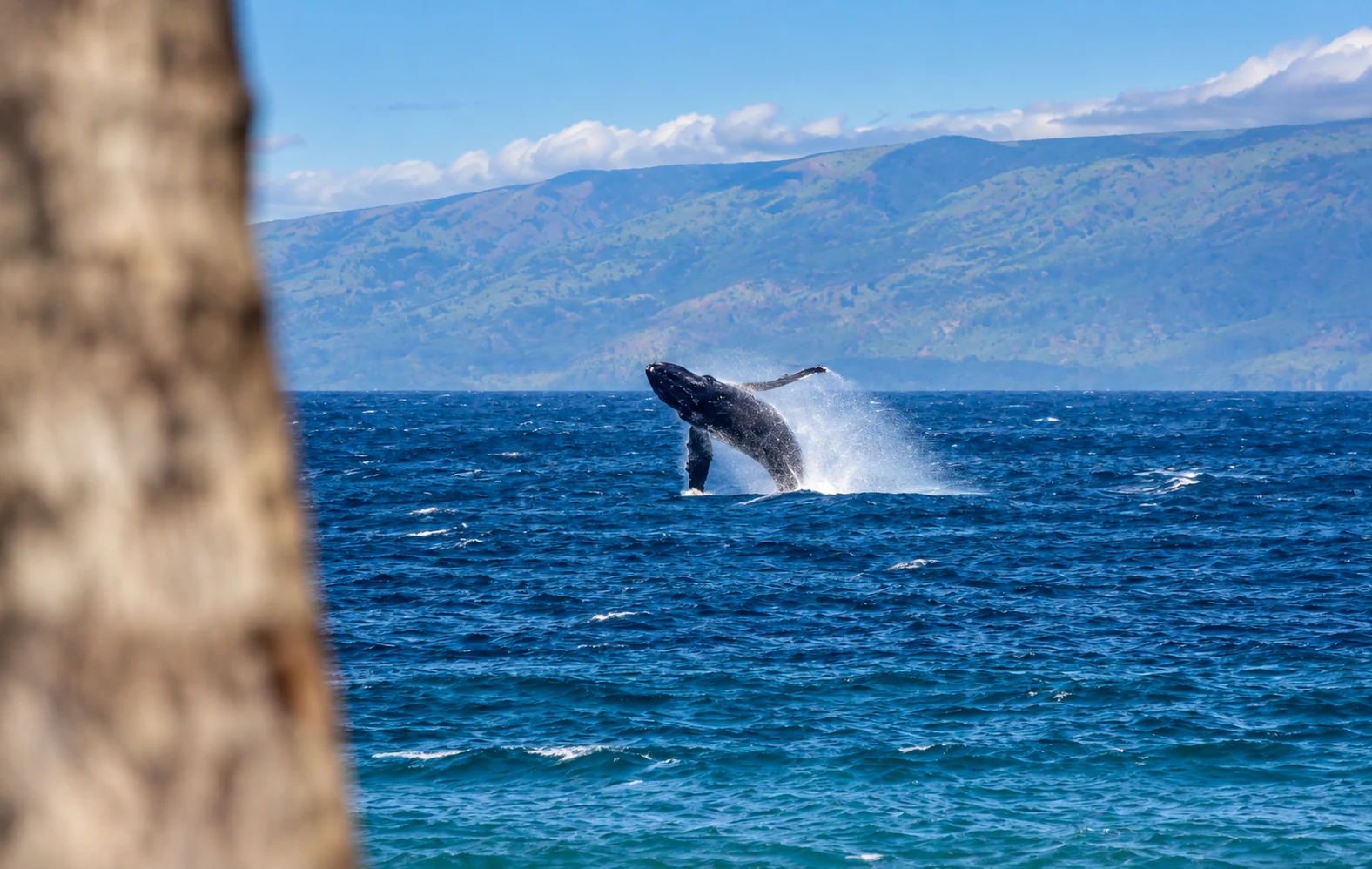 Breaching humpback whale photographed from the Kuleana shoreline